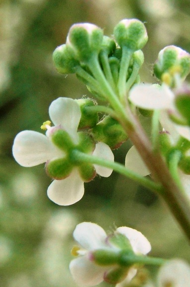 Lepidium graminifolium / Lepidio graminifoglio
